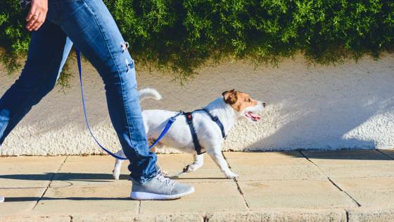 Taking a walk is good for your mind and heart, but did you know it can help you with your home search? Here's why you should consider walkability when shopping for homes.